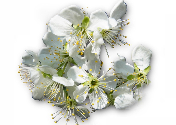 疫路生花,被隔离的春天里,我们以笔为戈 疫路生花,被隔离的春天里,我们以笔为戈