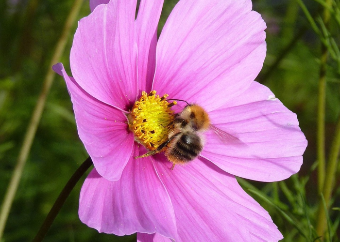 奥比岛收集花:奥比岛花种
