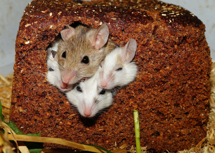 西安鼠疫最新（西安老鼠疫情）