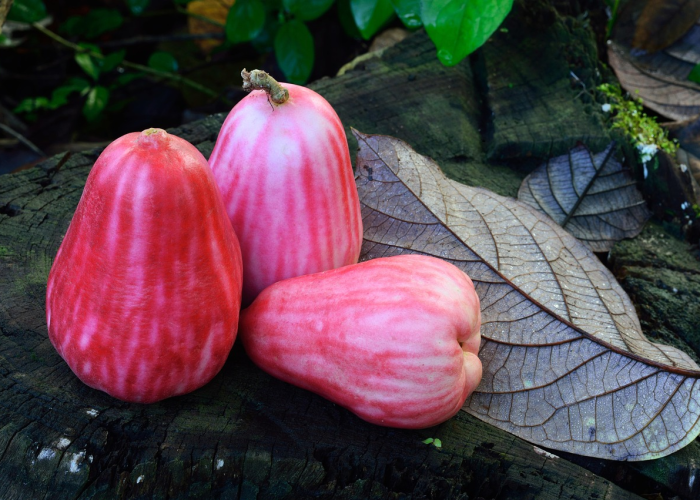 新冠肺炎的症状初期症状(新冠肺炎的症状早期哪些症状) 新冠肺炎的症状初期症状(新冠肺炎的症状早期哪些症状)