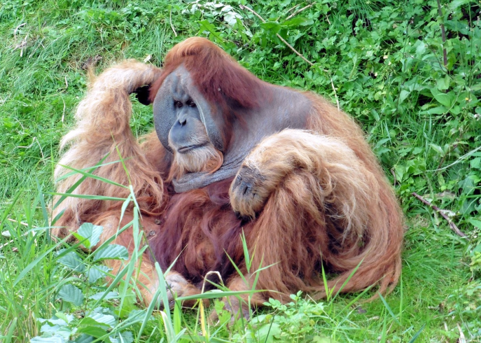 重庆哪里有猴山:重庆猴子岩科技有限公司 重庆哪里有猴山:重庆猴子岩科技有限公司
