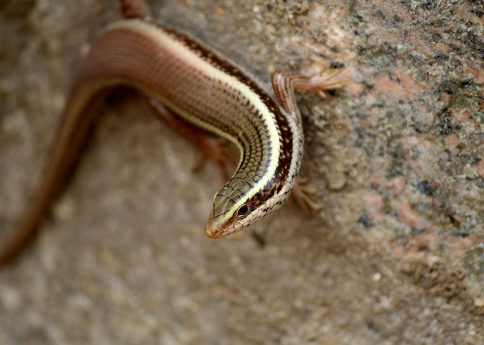 【江苏疫情最新动态消息/江苏疫情最新消息公告】 【江苏疫情最新动态消息/江苏疫情最新消息公告】