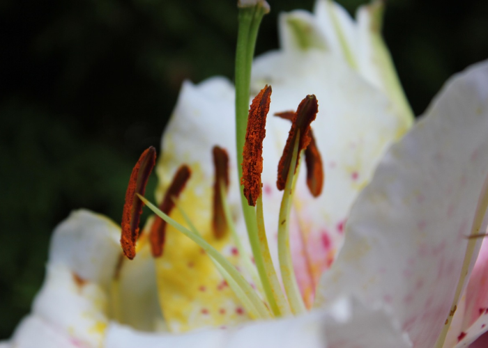 富士康河南工厂新动态,何时开建成焦点,产业链升级迎契机 富士康河南工厂新动态,何时开建成焦点,产业链升级迎契机