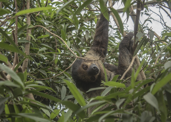 剥开迷雾,揭示新冠病毒在自然界中的四大天敌与克星 剥开迷雾,揭示新冠病毒在自然界中的四大天敌与克星
