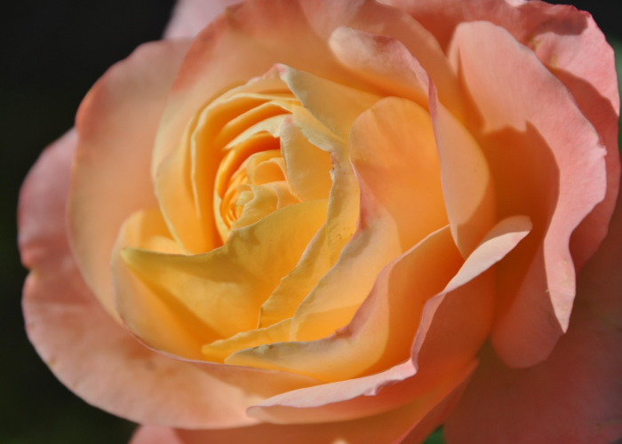 【玫瑰花园赚钱版/下载玫瑰花园】