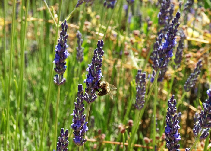 今日北京花粉浓度查询/北京蒿草花粉今日浓度