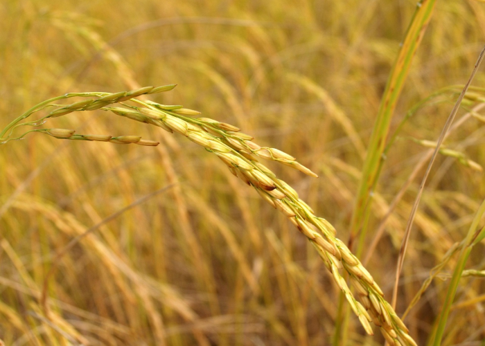 江西省原领导叶:江西省委叶