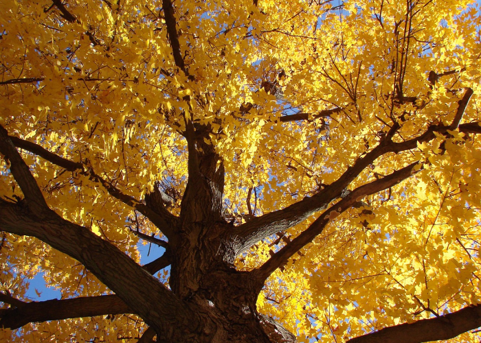 【一地金黄秋来到是什么生肖/一地黄金金灿灿是什么生肖】 【一地金黄秋来到是什么生肖/一地黄金金灿灿是什么生肖】