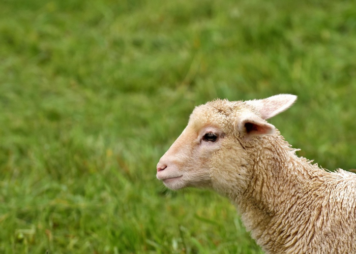 揭秘犬瘟热元凶,犬瘟热病毒的诡谲多变与攻城略地之道 揭秘犬瘟热元凶,犬瘟热病毒的诡谲多变与攻城略地之道