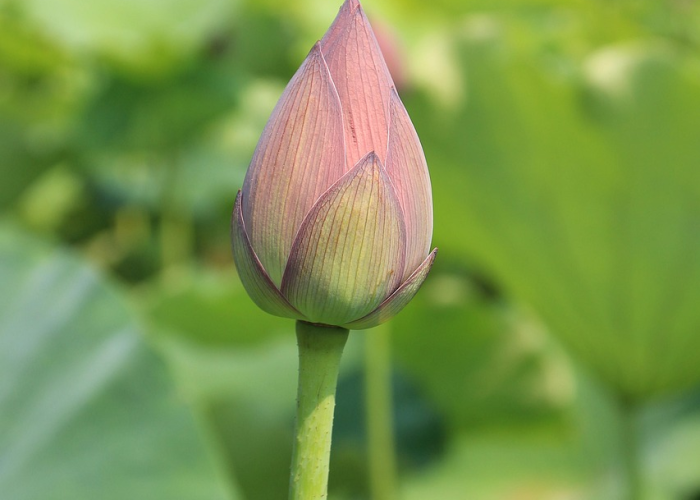 亭亭玉立是什么生肖与意思/亭亭玉立是什么解释