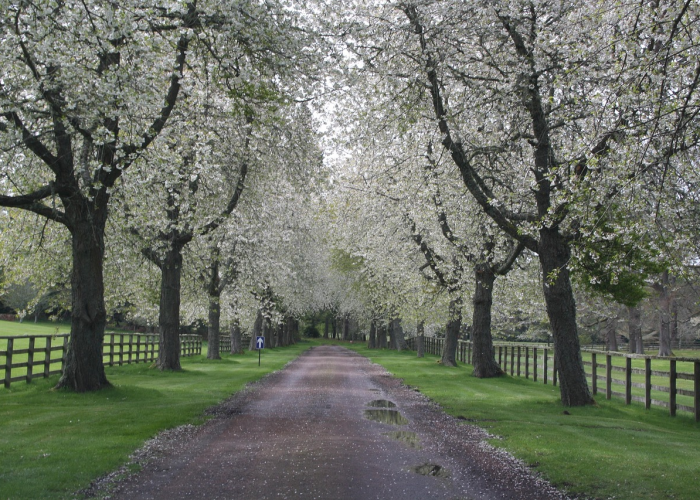 清明如何放假?/清明节 如何放假