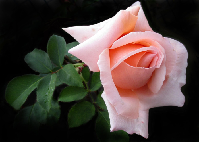 车银优疫情（车银优最近动态）