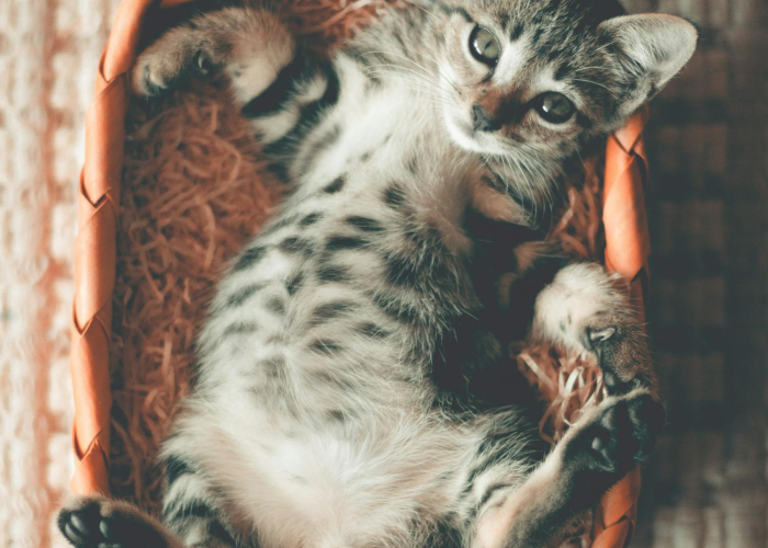 【魔兽世界熊猫人声望坐骑有哪些,熊猫人坐骑汇总】