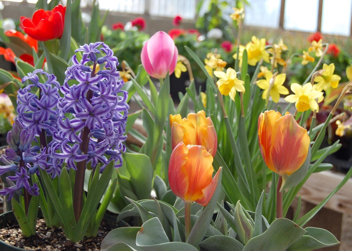 新冠变异株的五种/新冠病毒变异株 新冠变异株的五种/新冠病毒变异株