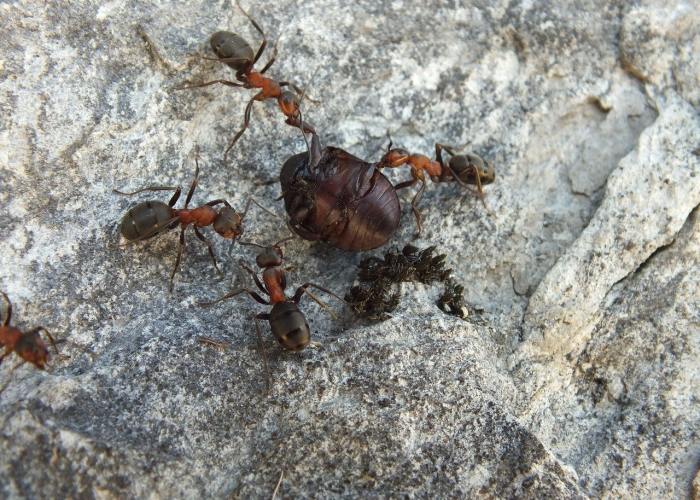 蚂蚁呀嘿特效制作安卓/蚂蚁呀嘿特效下载
