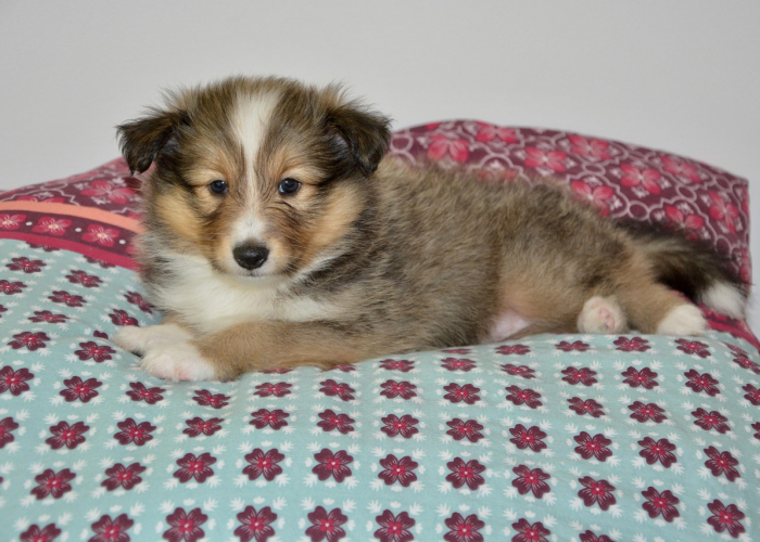 宠物猫与新冠之谜，从家庭伴侣到病毒传播的隐秘角色探析