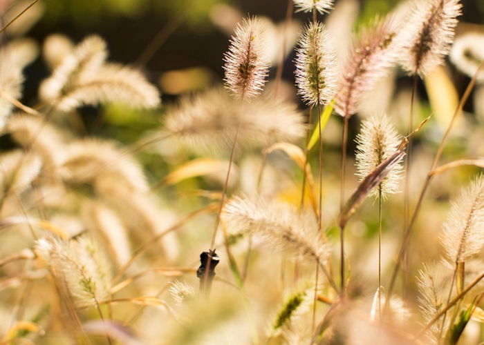 【清明节出去的人多吗/清明节人多不多】