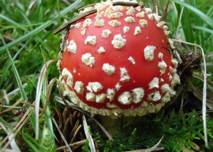 【全球新冠变种疫情/全球新冠病毒变异最新消息】 【全球新冠变种疫情/全球新冠病毒变异最新消息】