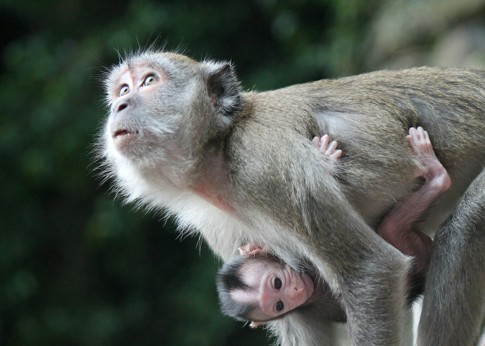 猴痘症状有哪些表现怎么治疗(猴豆图片功效别名叫什么) 猴痘症状有哪些表现怎么治疗(猴豆图片功效别名叫什么)