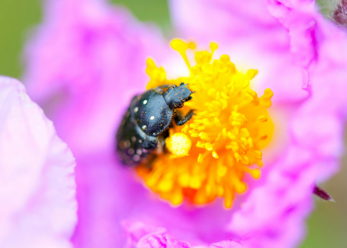 猴痘病毒是什么样子/猴痘病毒的图片 猴痘病毒是什么样子/猴痘病毒的图片
