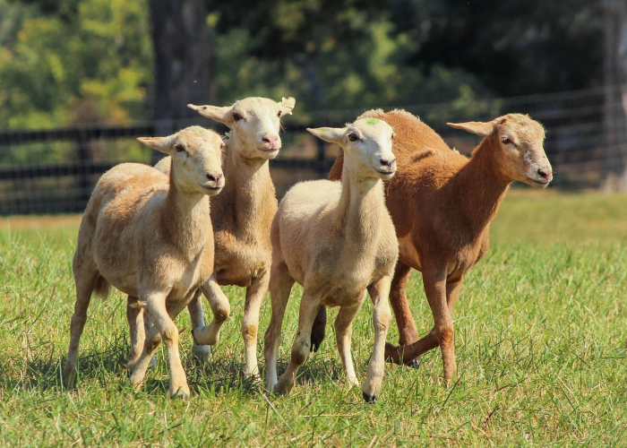 真野猪什么时候出的(真野猪主线任务流程) 真野猪什么时候出的(真野猪主线任务流程)