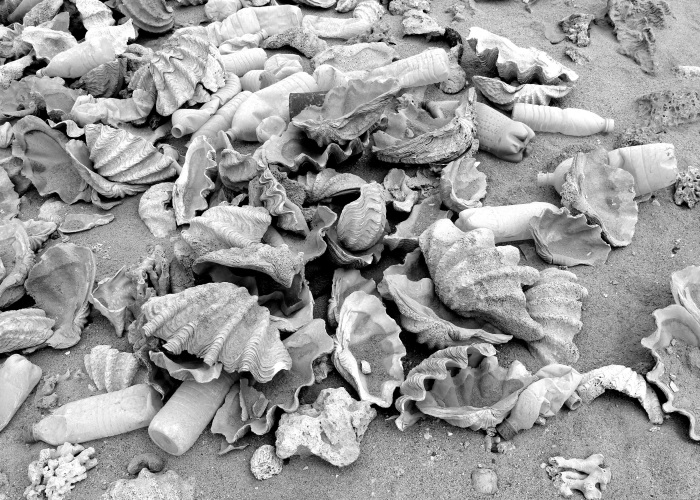 扇贝壳属于厨余垃圾还是其它垃圾(扇贝壳是其他垃圾吗) 扇贝壳属于厨余垃圾还是其它垃圾(扇贝壳是其他垃圾吗)