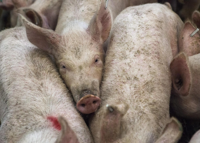 【非洲猪瘟河南最新消息2019年6月/非洲猪瘟近况如何】 【非洲猪瘟河南最新消息2019年6月/非洲猪瘟近况如何】