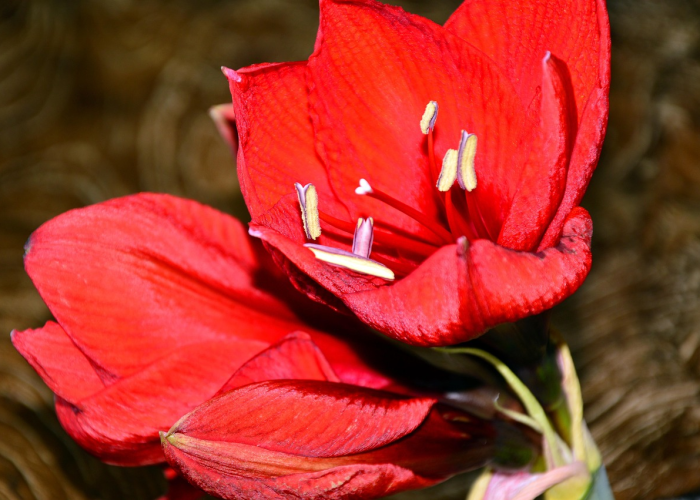 火龙果查出有病毒是真的吗?（火龙果检出病毒）