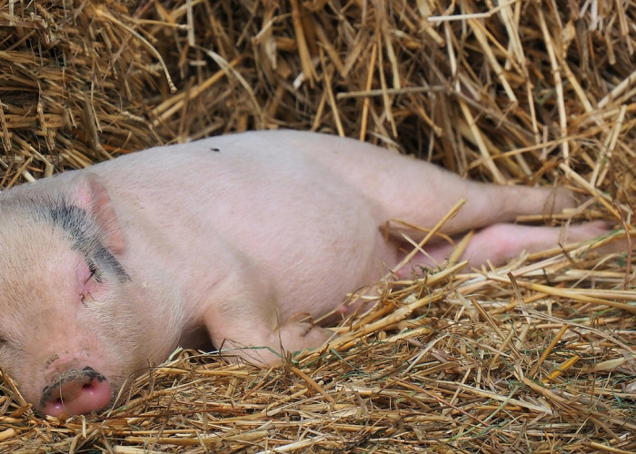 是不是很多人都会感染hpv:大多数人都会得hpv吗 是不是很多人都会感染hpv:大多数人都会得hpv吗