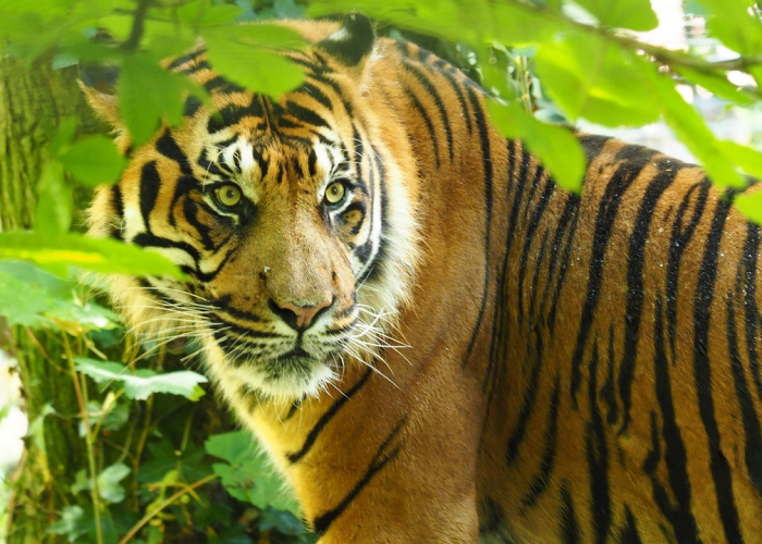 【壬寅年是哪一年属什么生肖,壬寅年是什么属相】