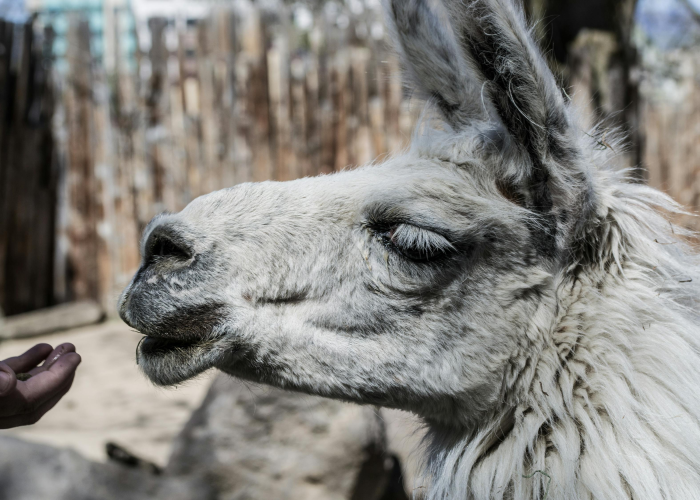 英国揭秘新冠源头/英国确认发现新冠病毒的新变种